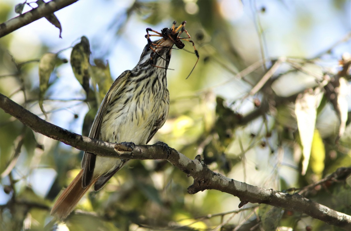 Sulphur-bellied Flycatcher - Scotty Lofland
