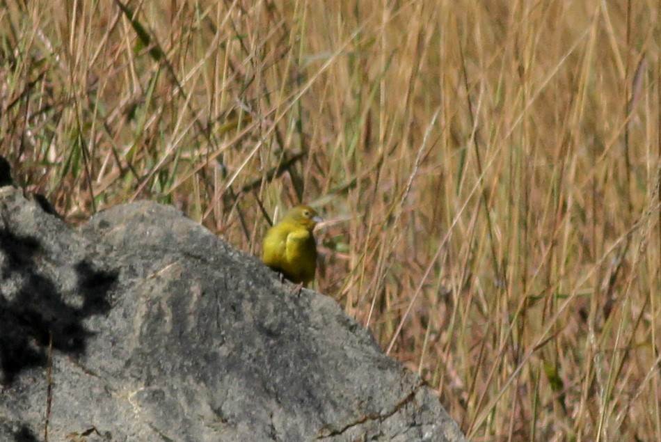 Grassland Yellow-Finch (Grassland) - Jay McGowan