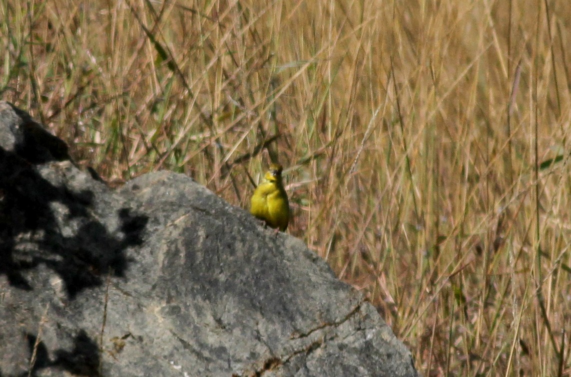 Grassland Yellow-Finch (Grassland) - Jay McGowan