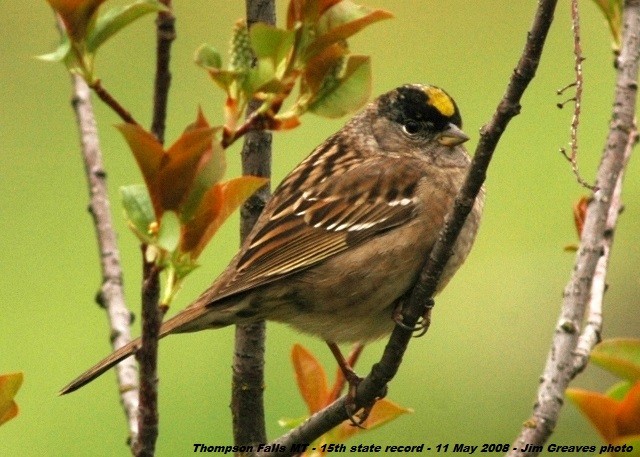 Golden-crowned Sparrow - Jim Greaves
