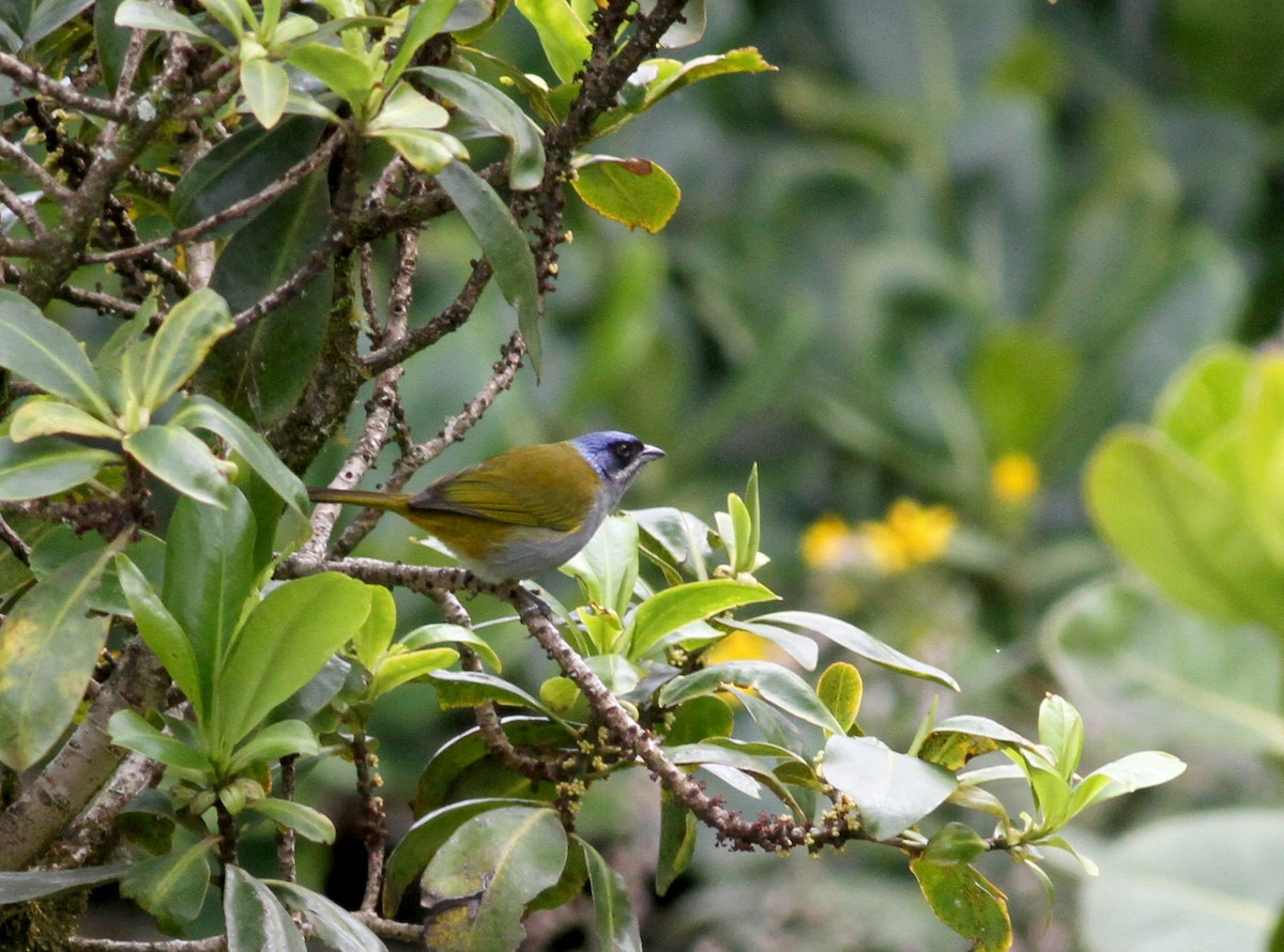 Blue-capped Tanager - ML38078761