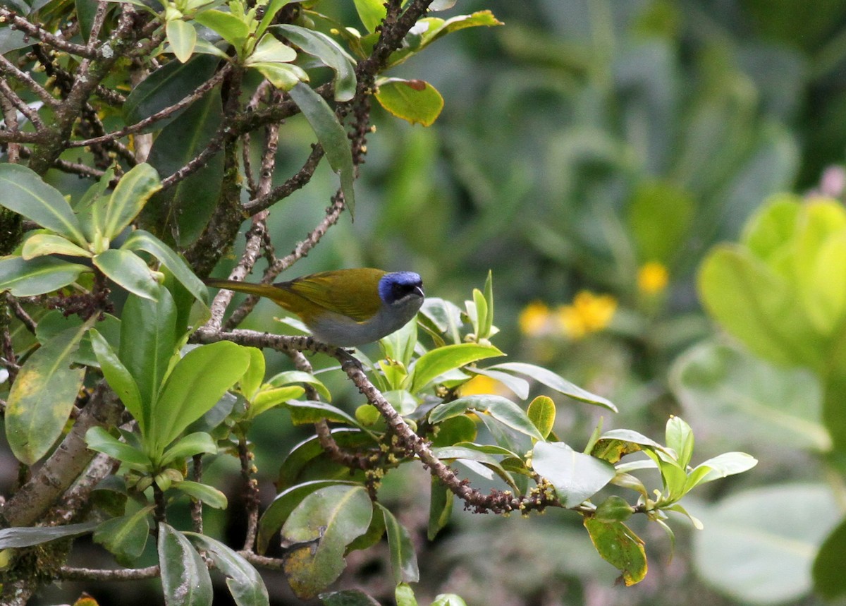 Blue-capped Tanager - ML38078791