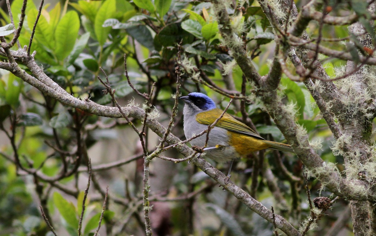 Blue-capped Tanager - ML38079001