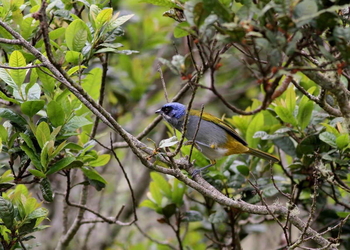 Blue-capped Tanager - Jay McGowan