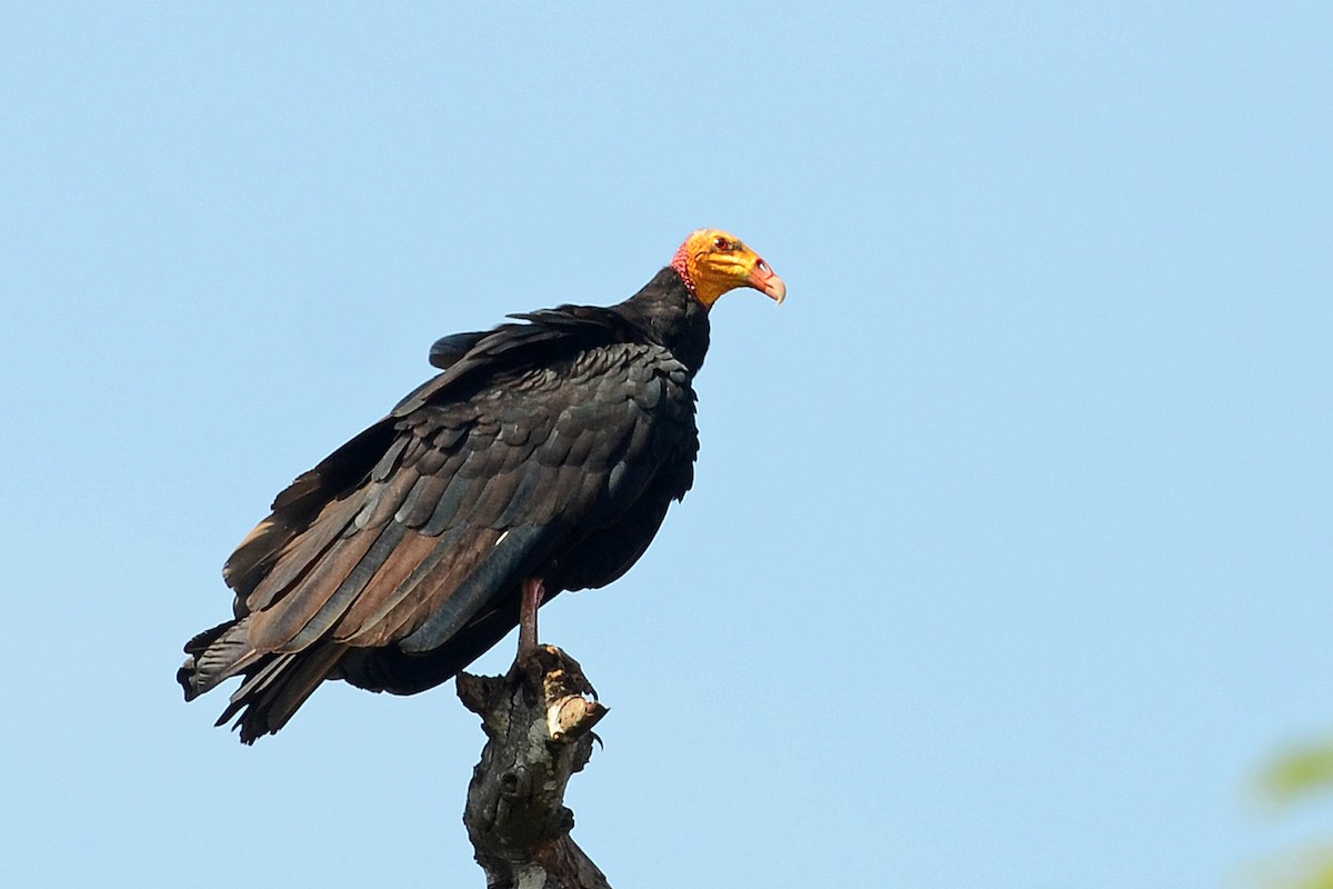 Greater Yellow-headed Vulture - ML380795951