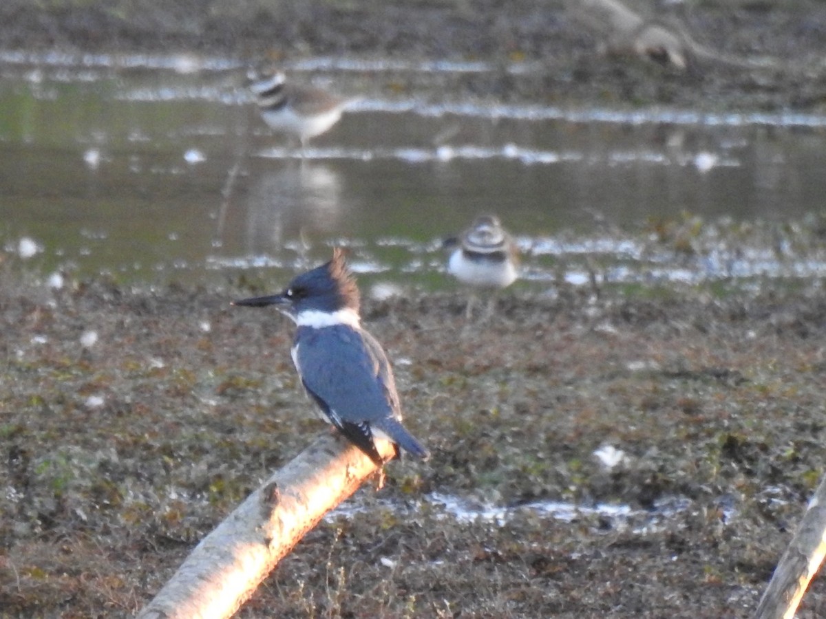 Belted Kingfisher - ML380801441
