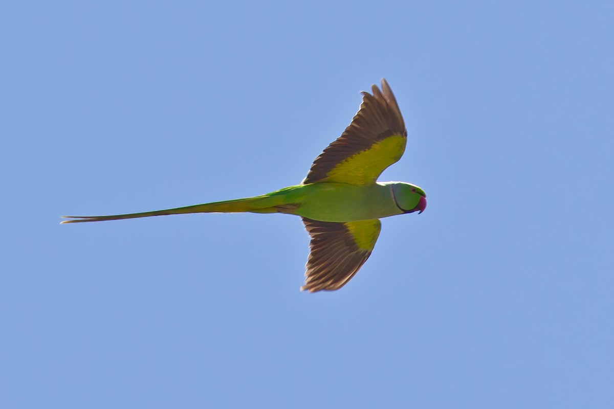 Rose-ringed Parakeet - Mat Gilfedder