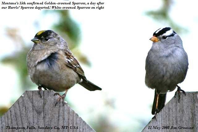 White-crowned Sparrow - Jim Greaves