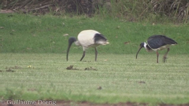 ibis slámokrký - ML380818721