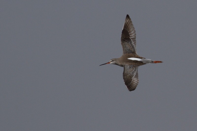 Spotted Redshank - Pavlos Andriopoulos