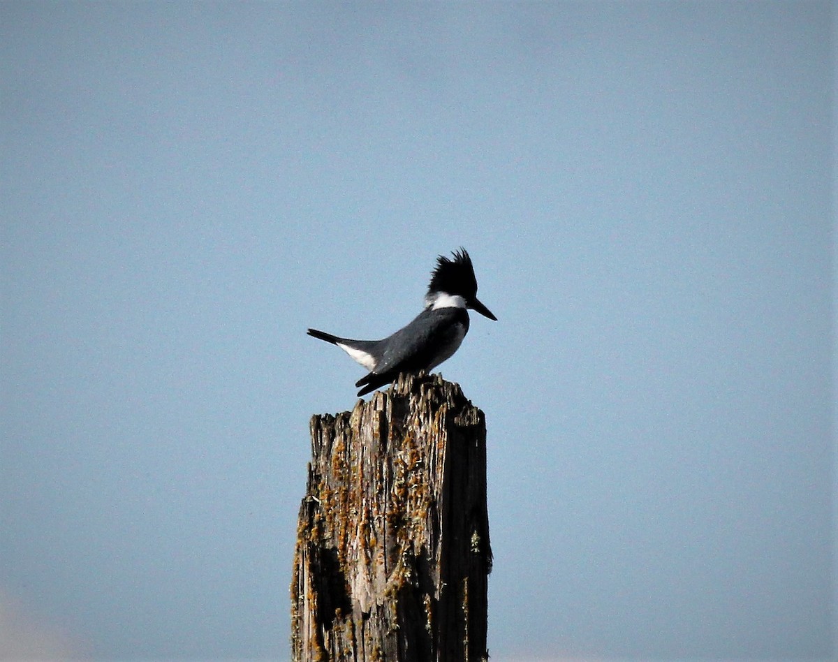 Belted Kingfisher - Nels Nelson