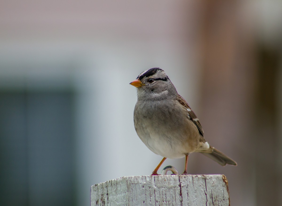 White-crowned Sparrow - BAL Land