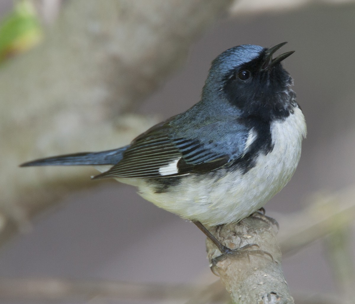 Black-throated Blue Warbler - Jeffrey Moore