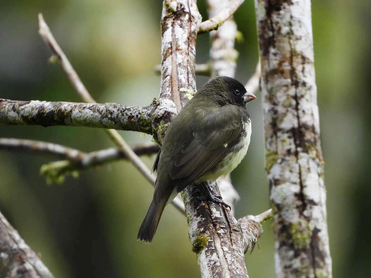 Yellow-bellied Seedeater - ML380828771