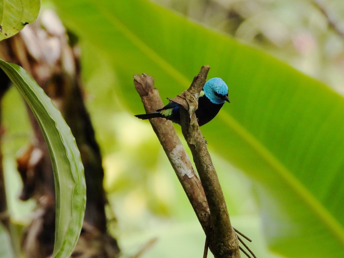 Blue-necked Tanager - ML380830071