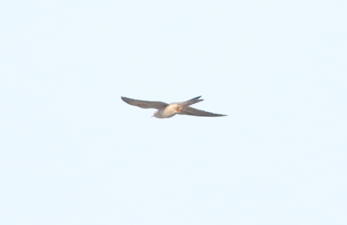 Common Cuckoo - Gowthama Poludasu