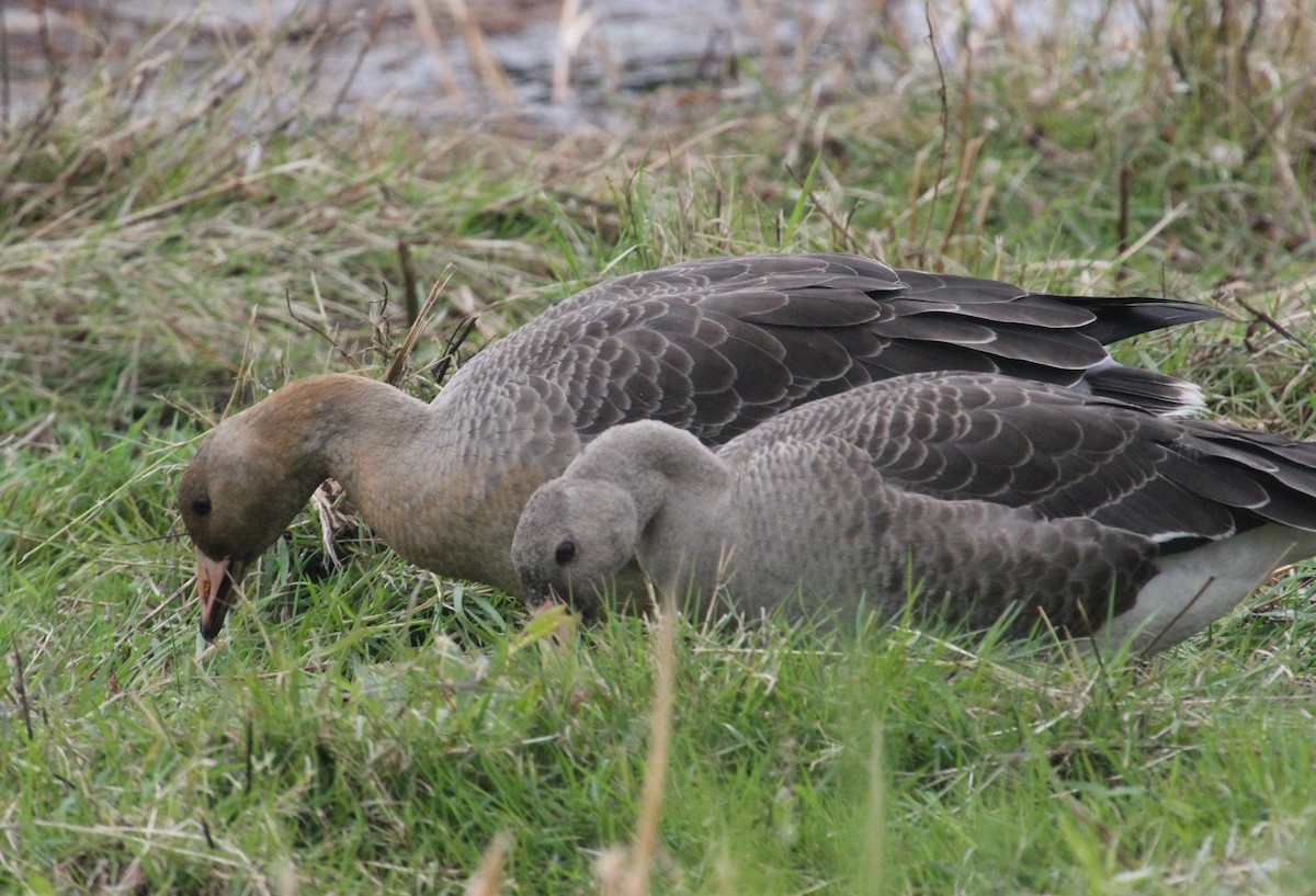 Greater White-fronted Goose - ML380833891