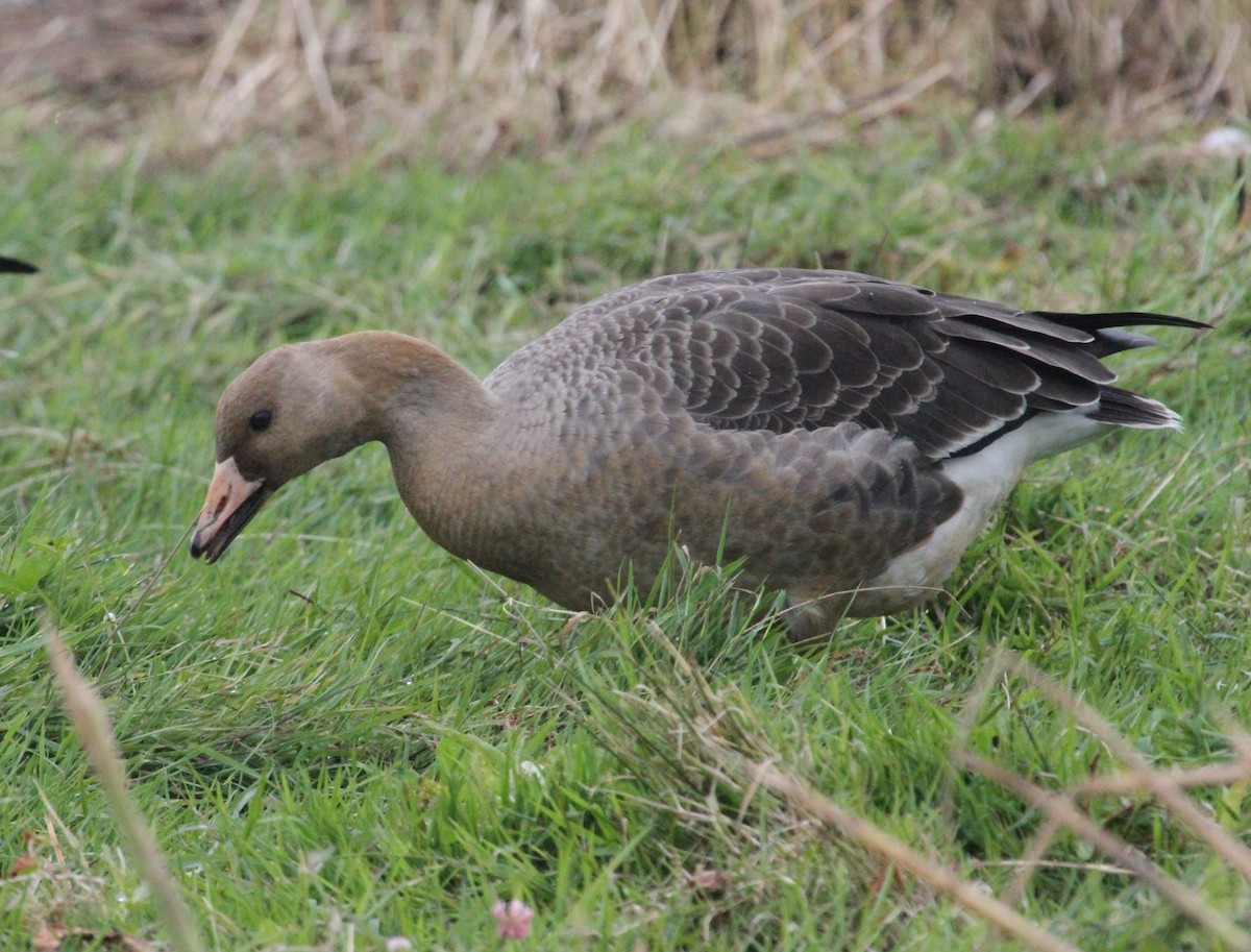 Greater White-fronted Goose - ML380833901