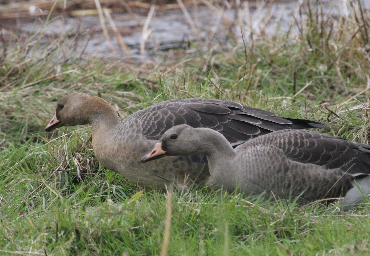 Greater White-fronted Goose - ML380833931