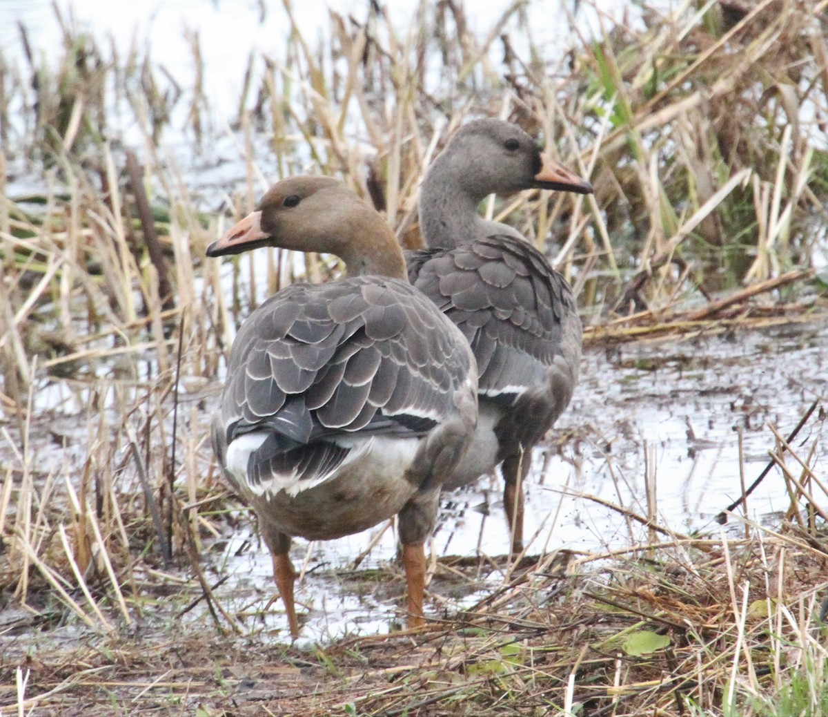 Greater White-fronted Goose - ML380833971