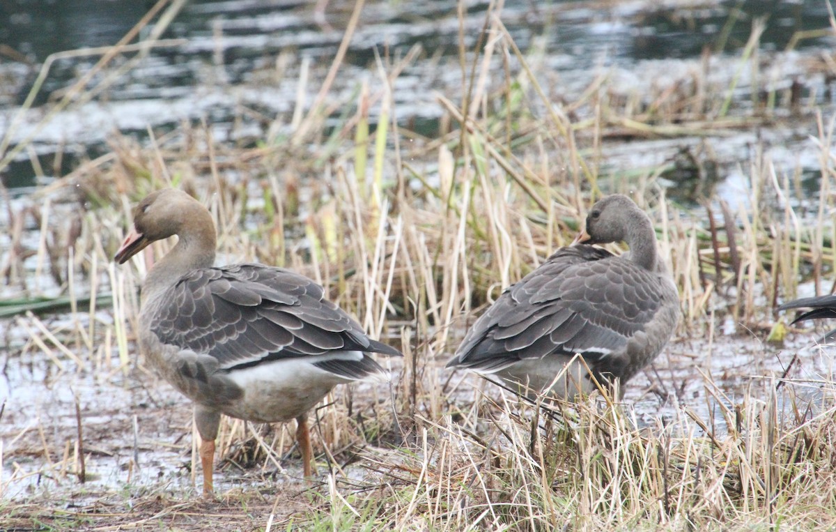 Greater White-fronted Goose - ML380834011
