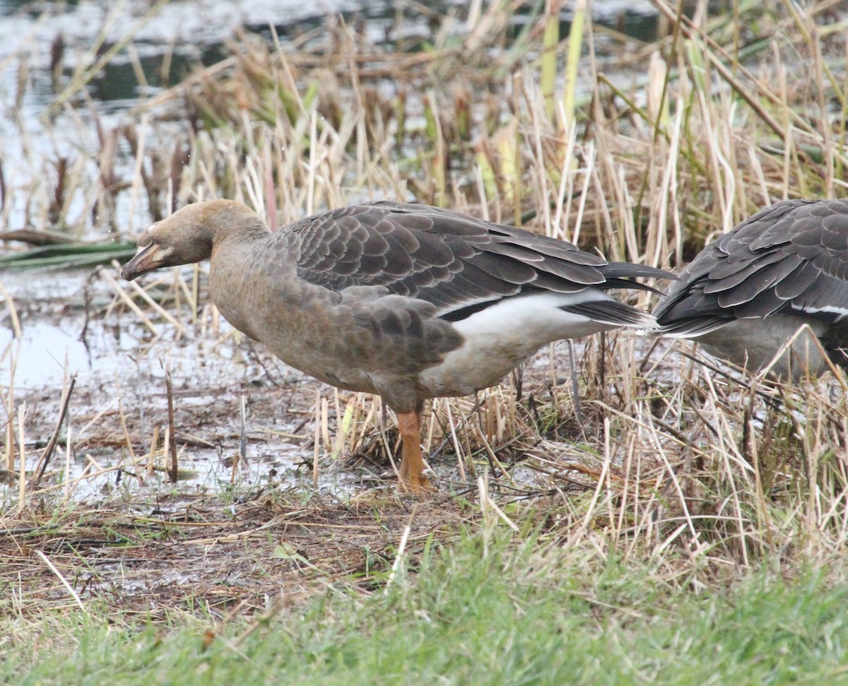 Greater White-fronted Goose - ML380834031