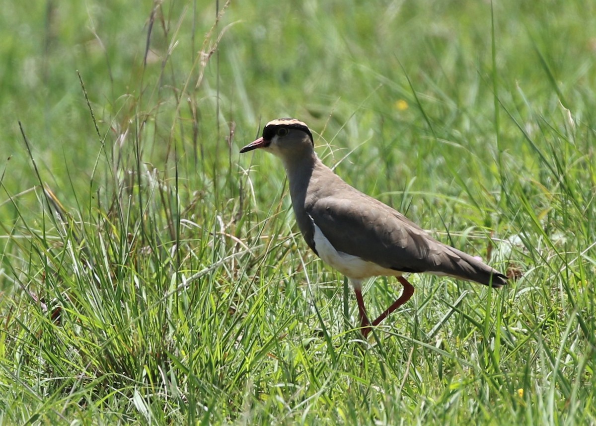 Crowned Lapwing - Dean LaTray