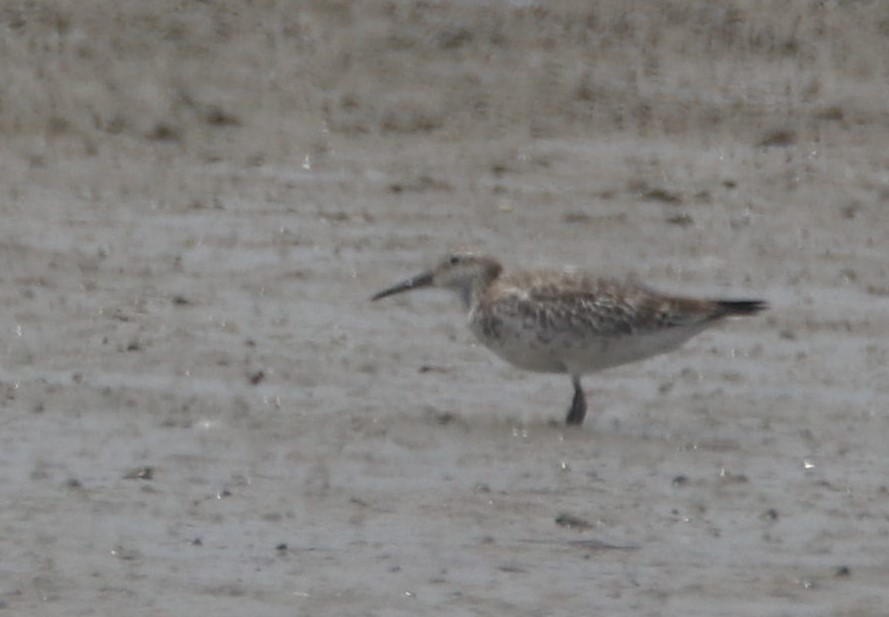 Great Knot - ML380840521