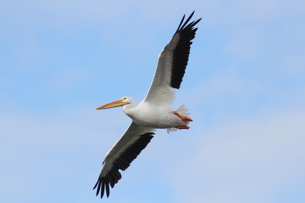American White Pelican - Tom Beeke