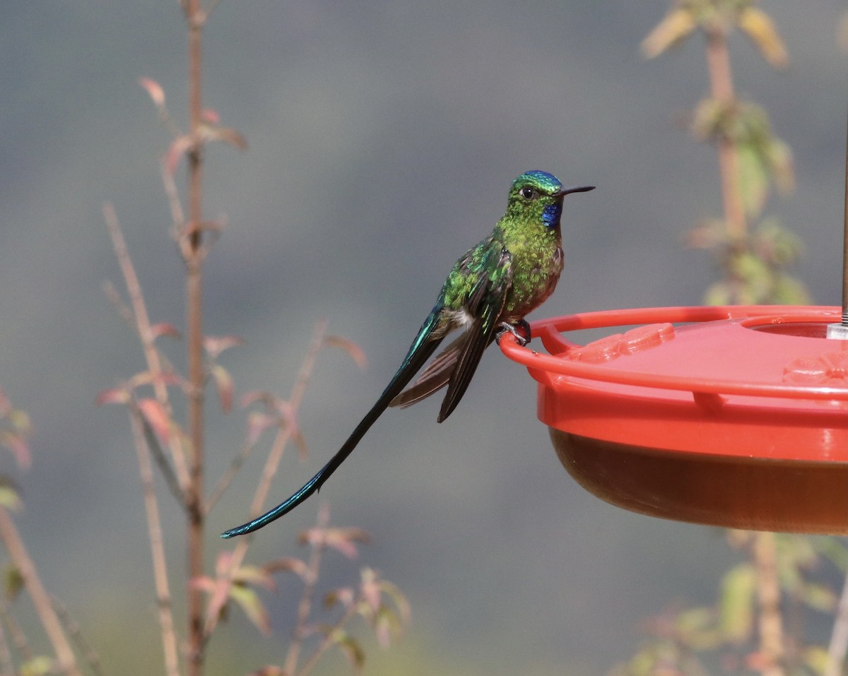 Long-tailed Sylph - ML380852301