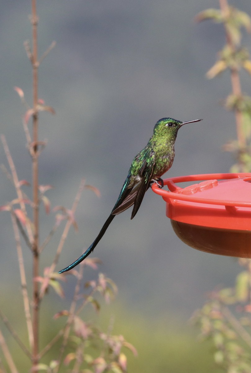Long-tailed Sylph - ML380852311