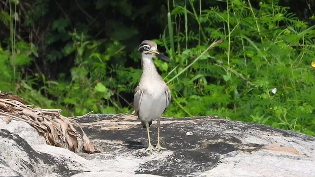 Great Thick-knee - ML380854101