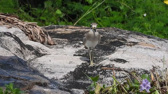 Great Thick-knee - ML380854201