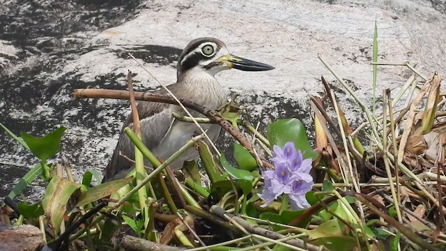 Great Thick-knee - ML380854551