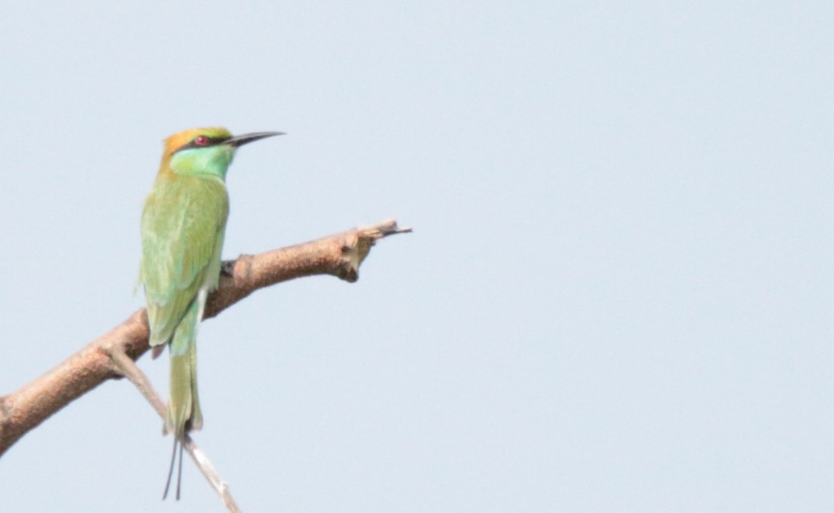 Asian Green Bee-eater - Chandrashekar M