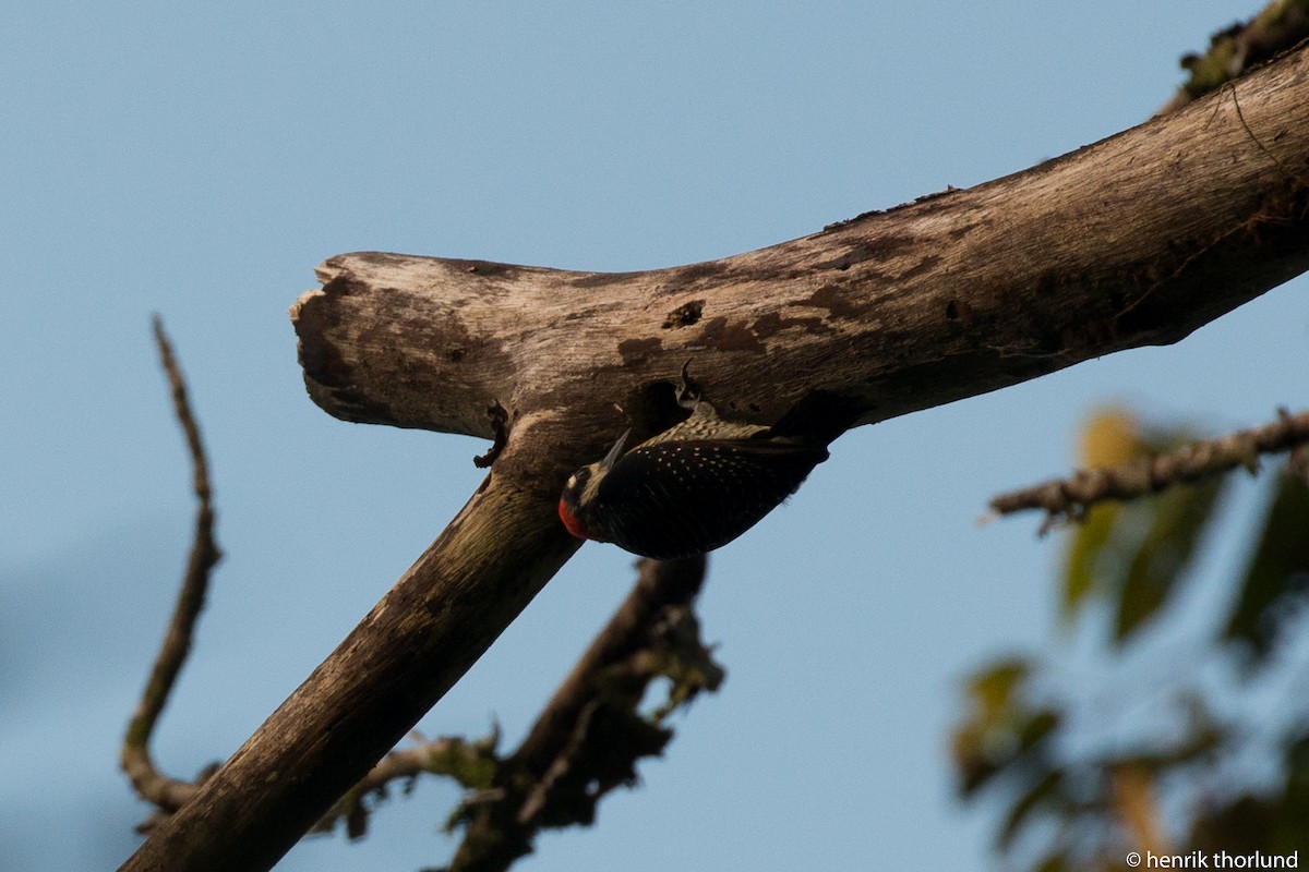 Black-cheeked Woodpecker - ML38086611