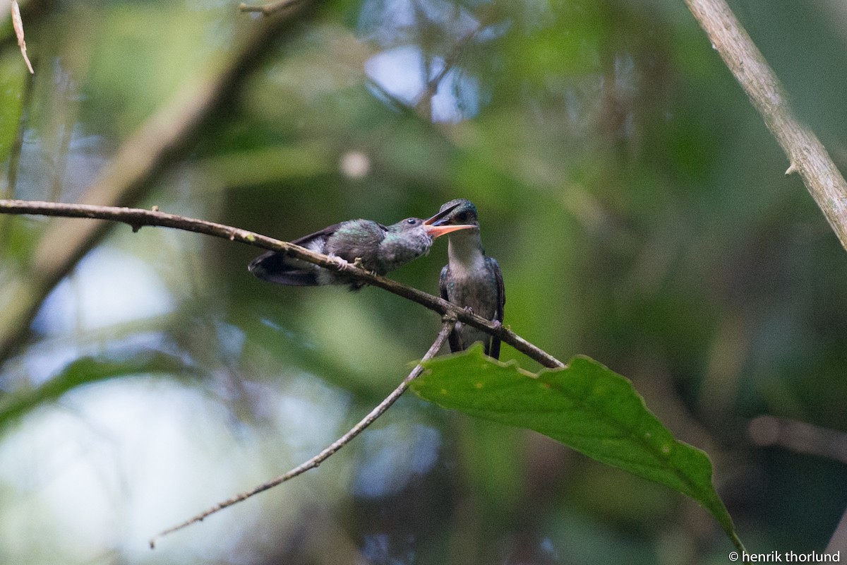 Blue-chested Hummingbird - ML38086631