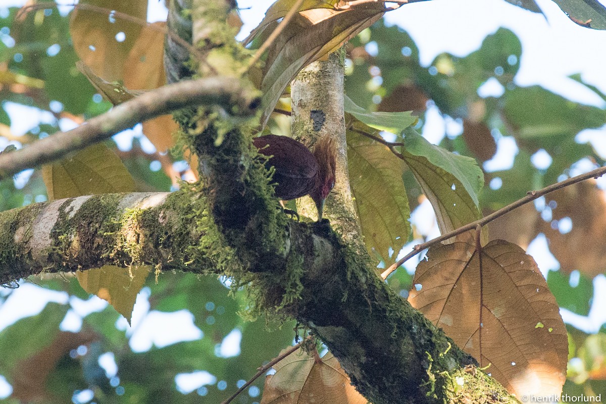 Chestnut-colored Woodpecker - ML38086741
