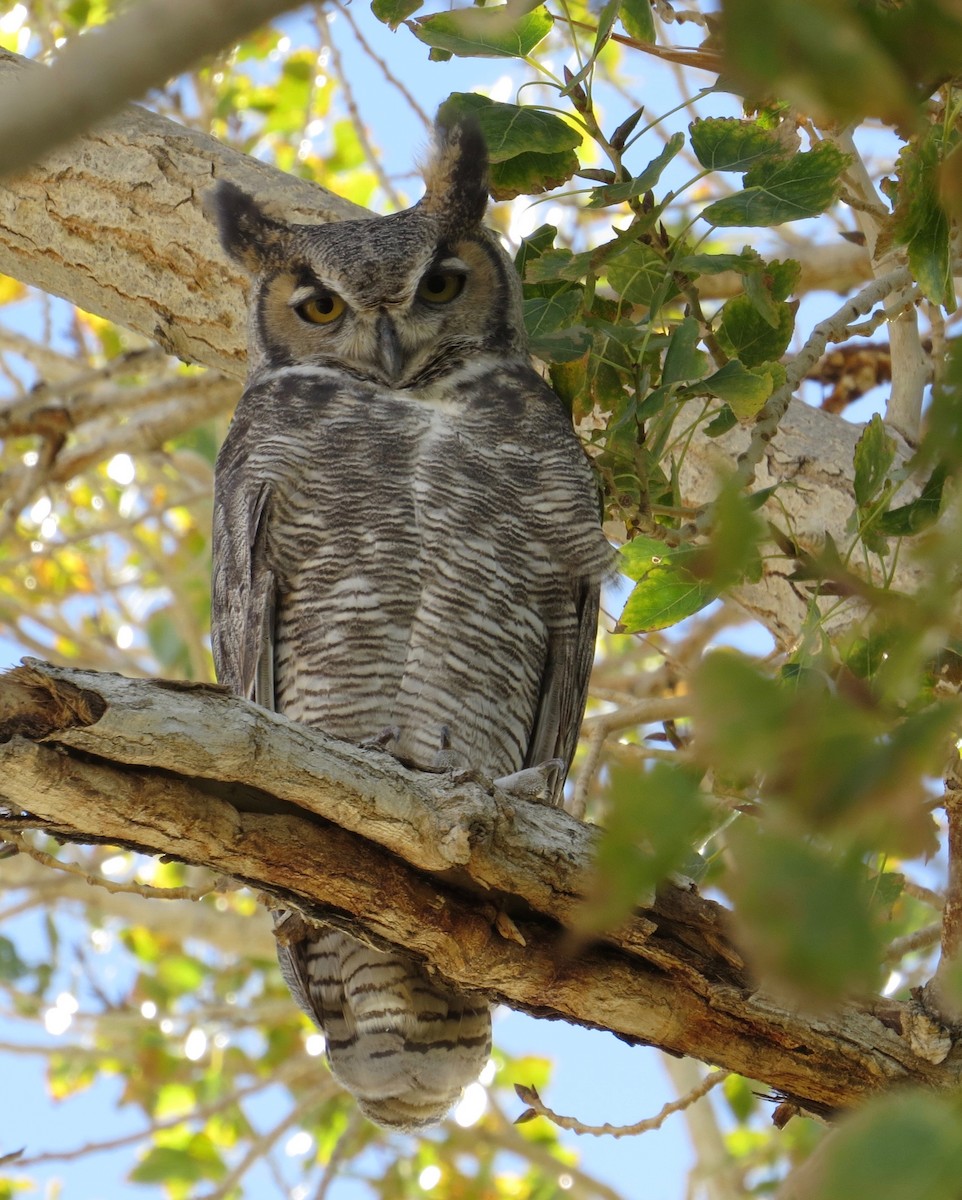 Great Horned Owl - Thomas Wurster