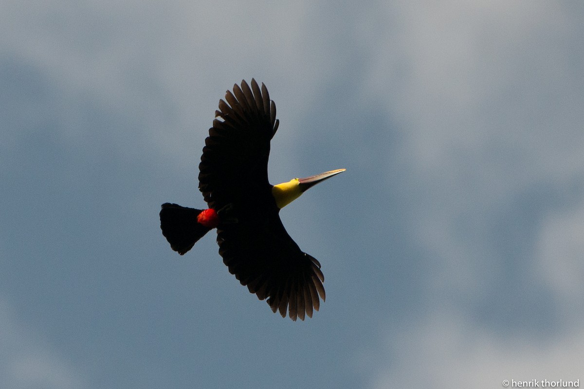 Yellow-throated Toucan (Chestnut-mandibled) - ML38087411