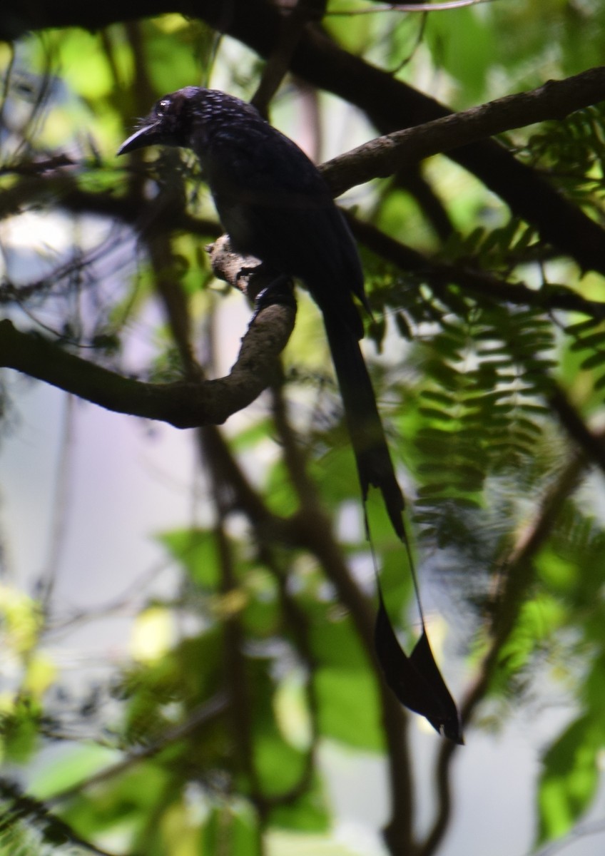 Greater Racket-tailed Drongo - ML380875301