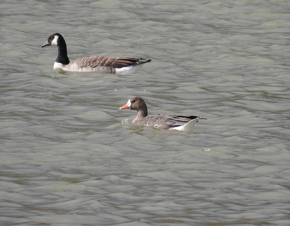 Greater White-fronted Goose - ML380876371