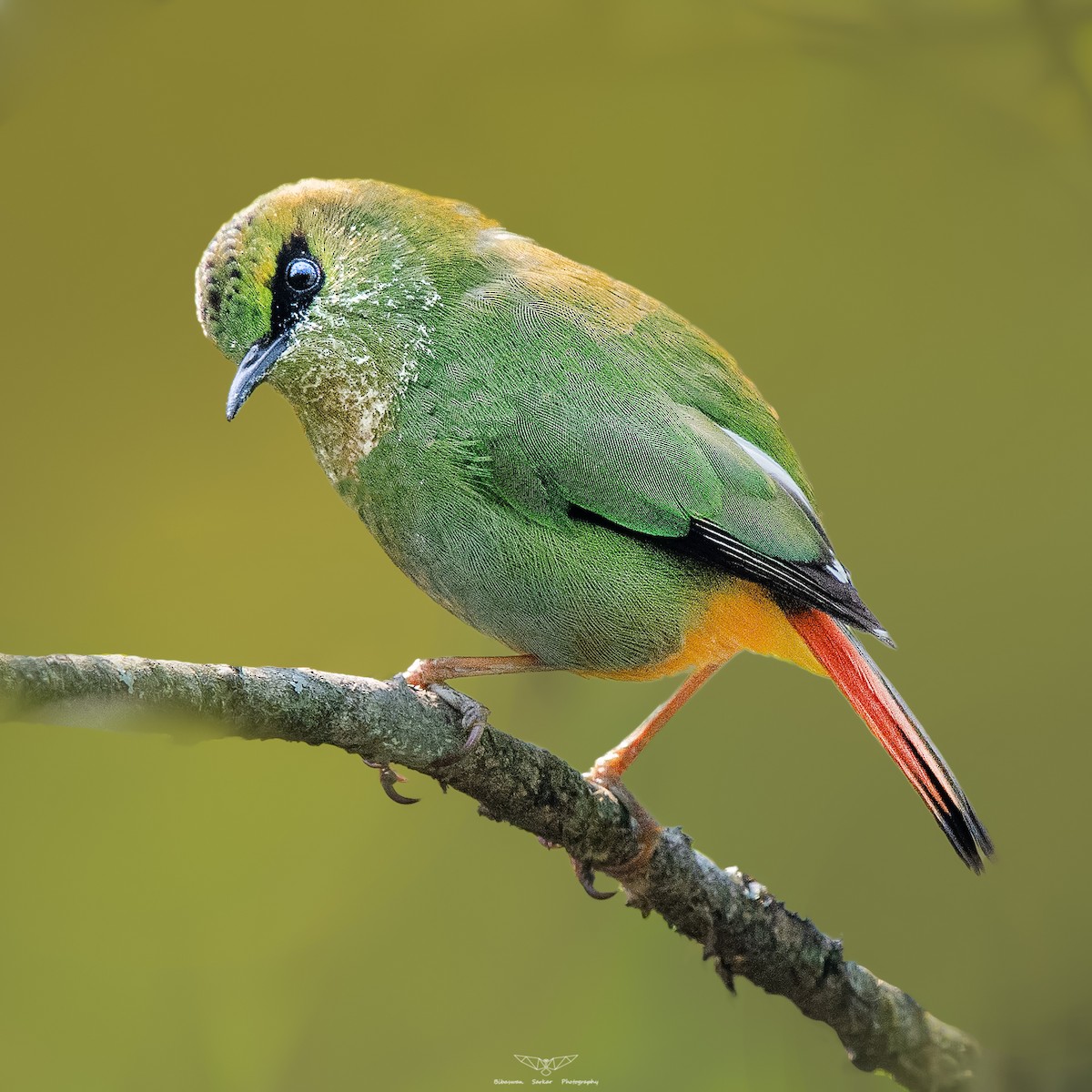 Fire-tailed Myzornis - ML380878791