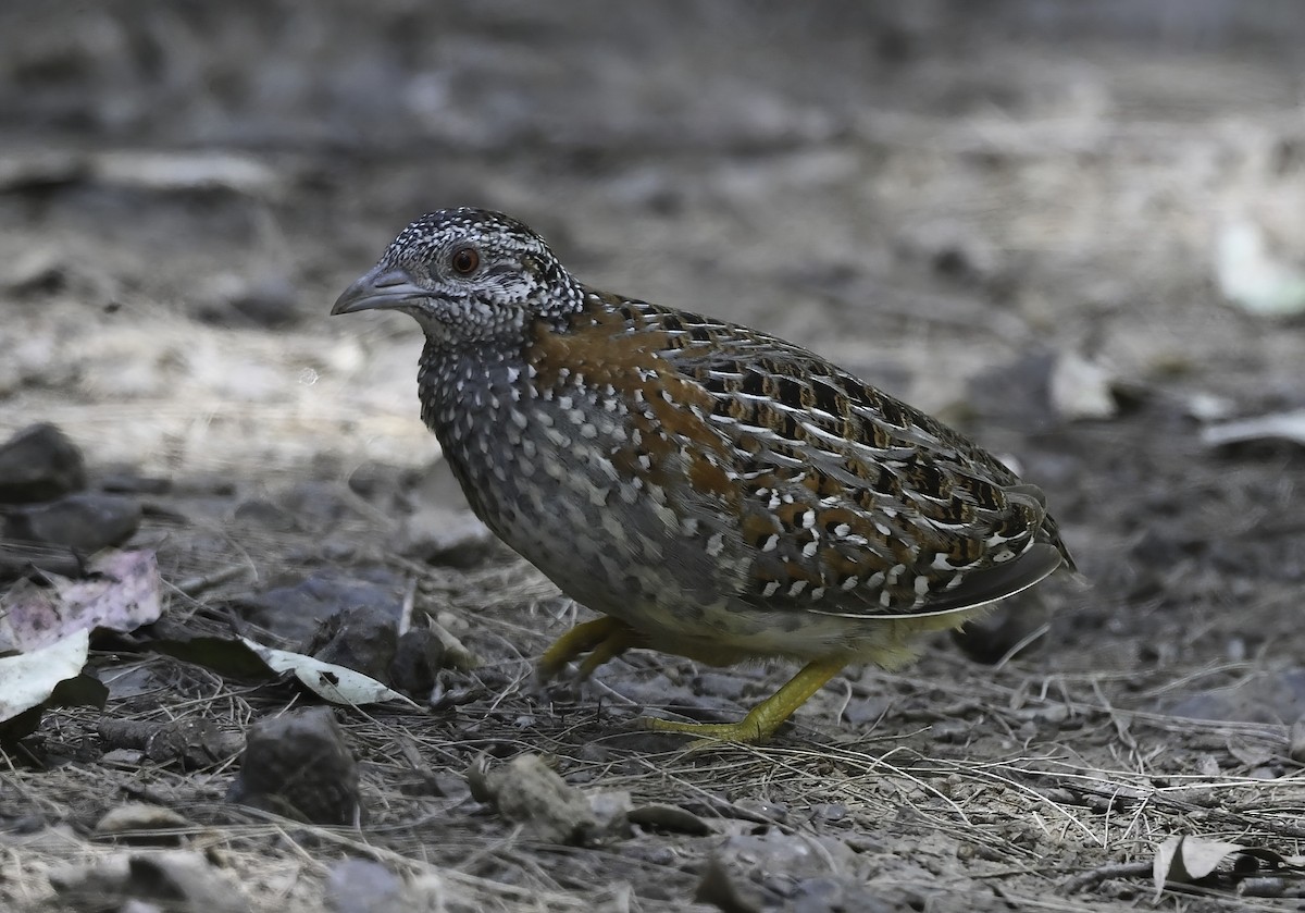 Painted Buttonquail - ML380879311