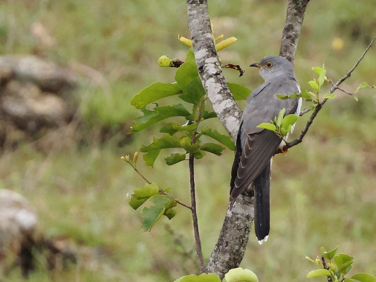 Common Cuckoo - Gowri Shankar S