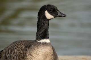 Cackling Goose, ML380883041
