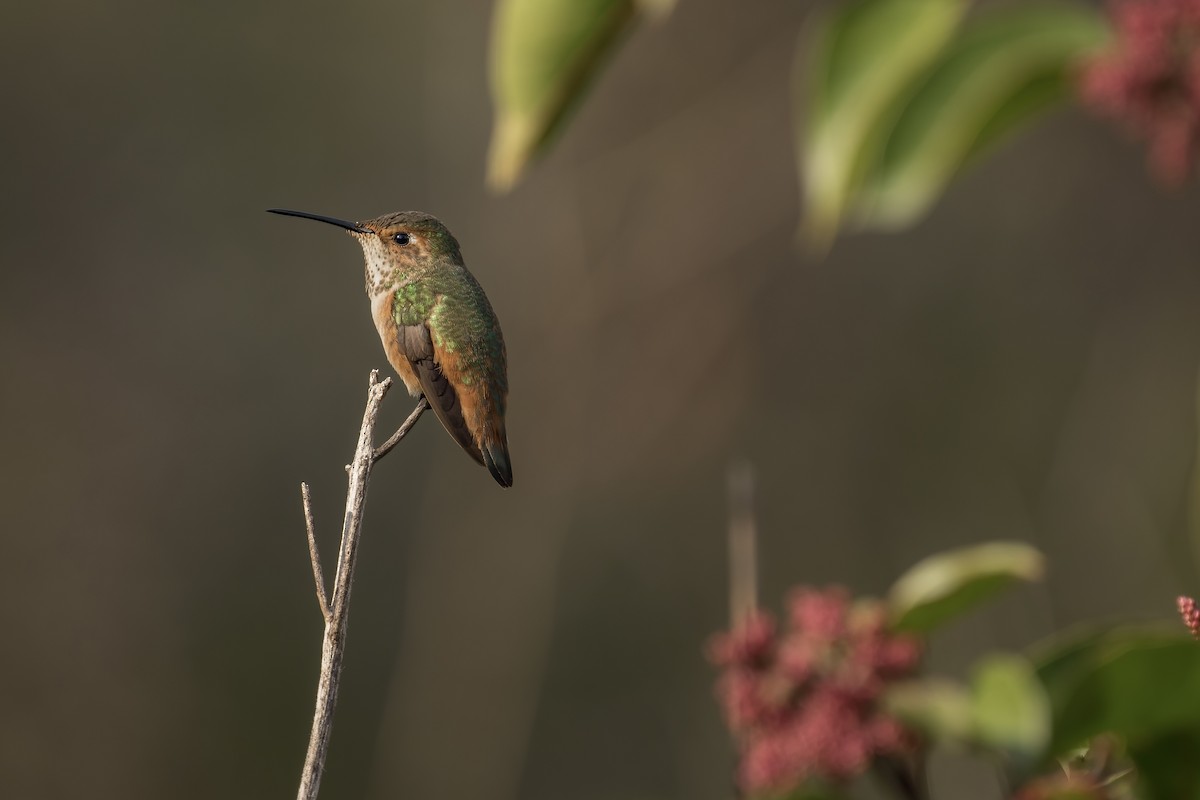 Allen's Hummingbird - Matt Felperin