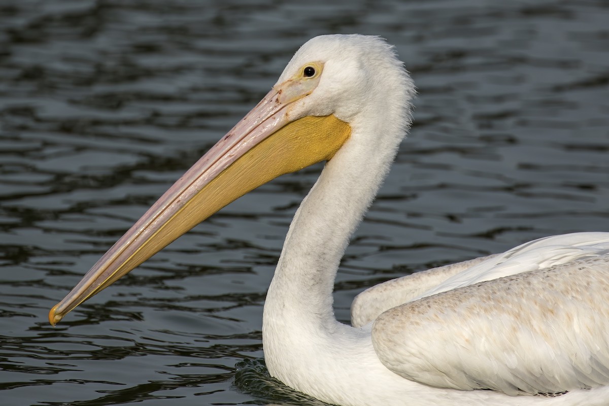 pelikán severoamerický - ML380883801