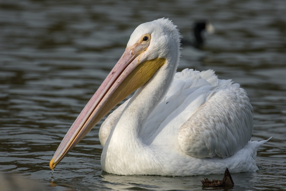 American White Pelican - Matt Felperin