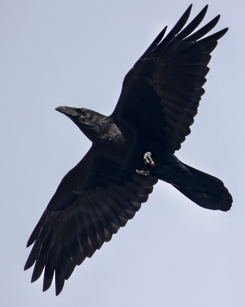 Common Raven - ML380885251